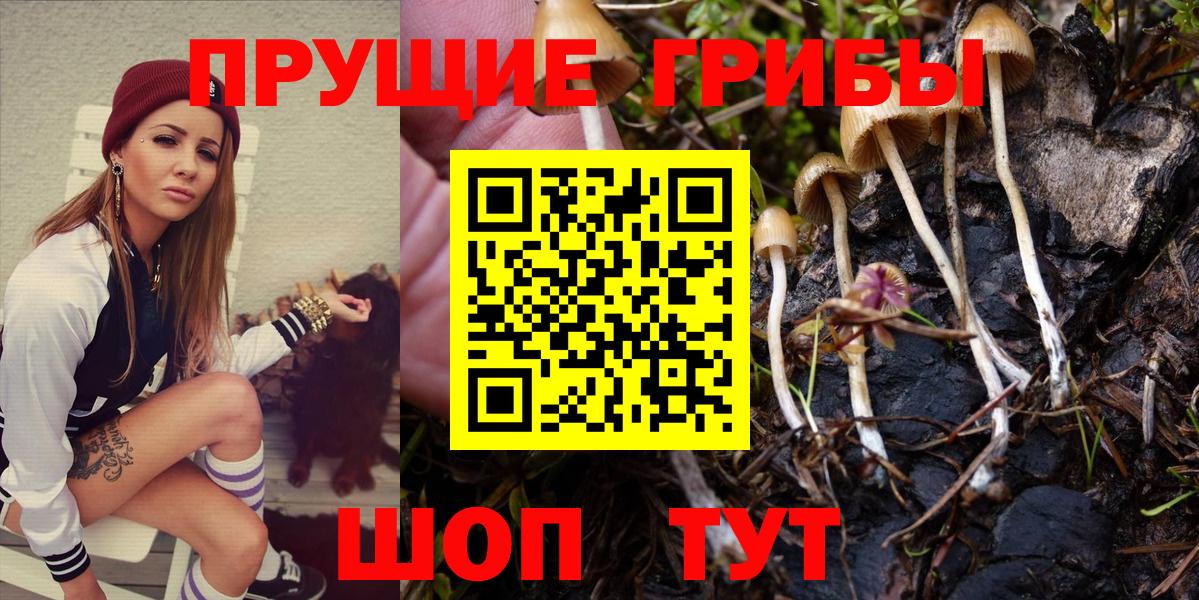 купить закладку  Большой Камень  Псилоцибиновые грибы GOLDEN TEACHER 