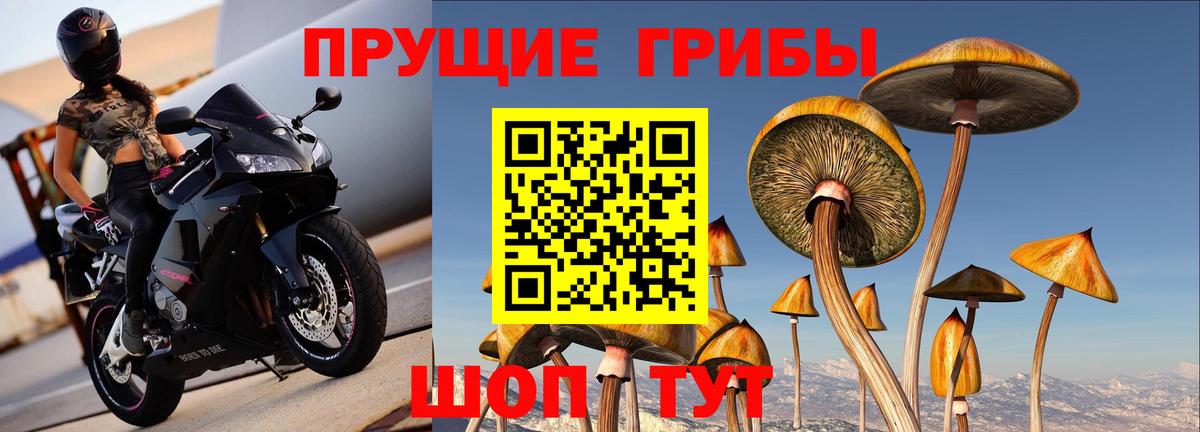 Псилоцибиновые грибы прущие грибы Большой Камень